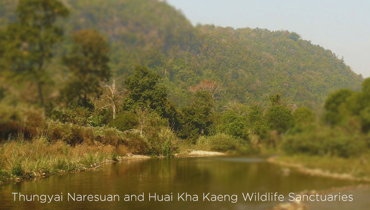Thungyai Naresuan and Huai Kha Kaeng Wildlife Sanctuaries in Thailand home to diverse types of flora and fauna