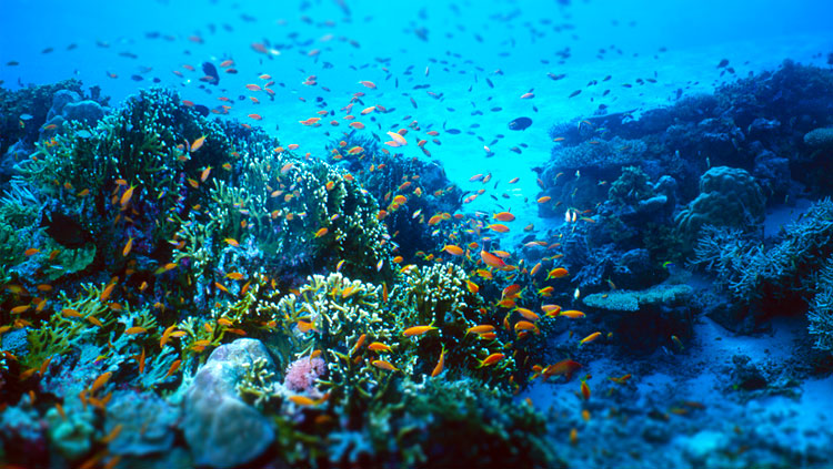 Diving and snorkeling in Krabi, Thailand provide a window for a variety of marine species